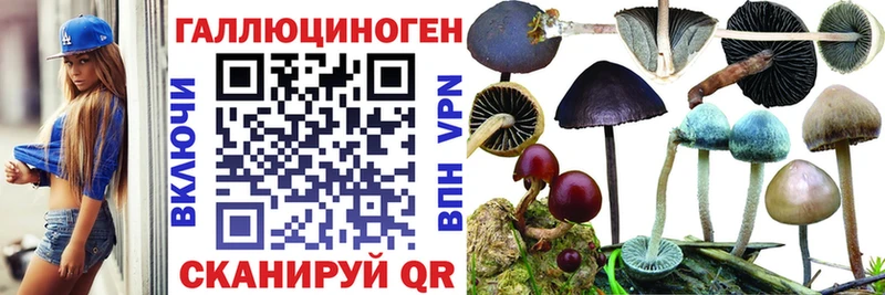 Галлюциногенные грибы Psilocybe площадка какой сайт Котельниково